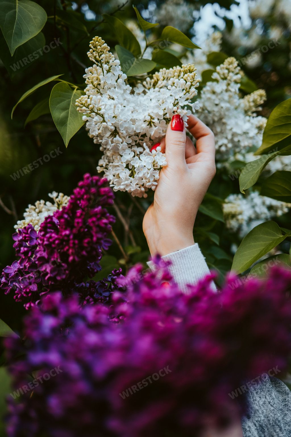 Beautiful woman hand touching white and purple butterfly bush or Summer lilac flowering plants
