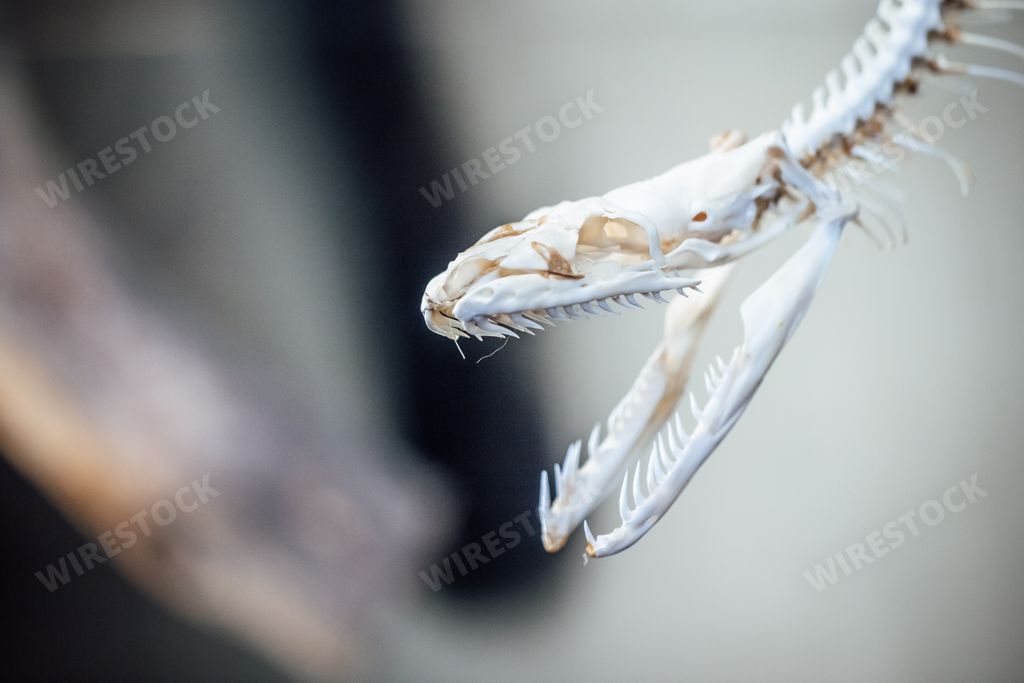 A closeup shot of the skeleton of an alligator
