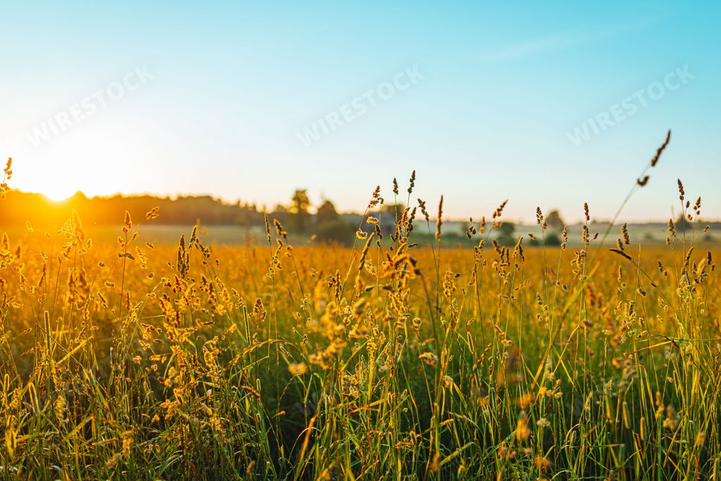 A tall green grass with weeds and flowers during sunrise