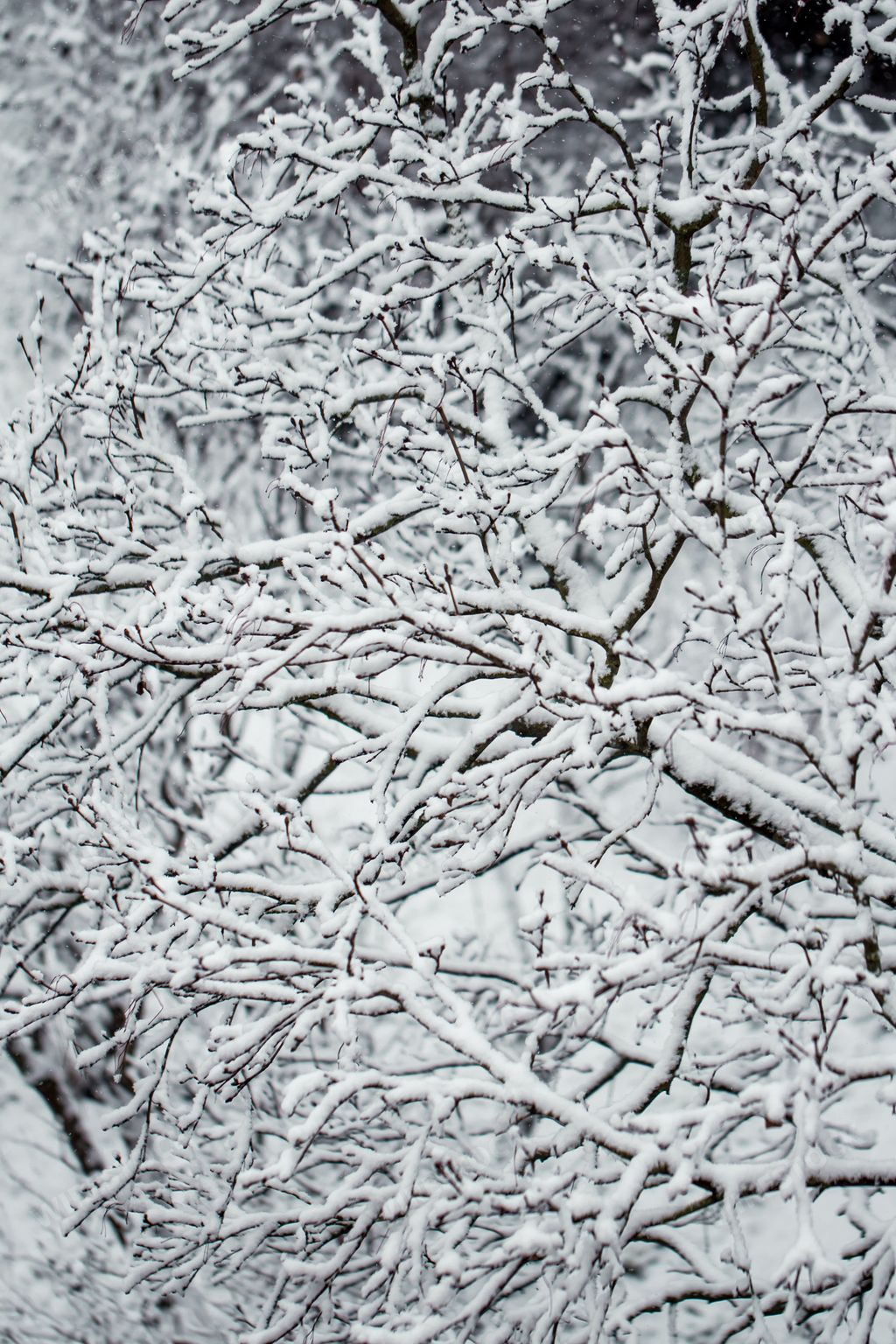 A vertical shot of a naked snowy tree with detailed stems in front of a building. Winter wallpaper