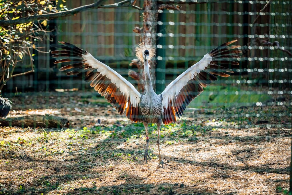 A peacock with spread-out wings at the zoo