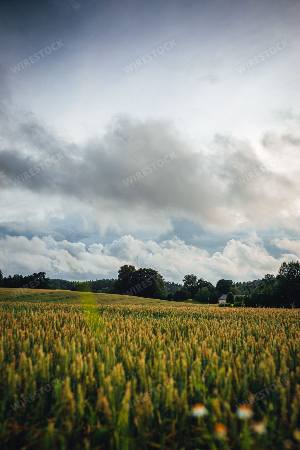 A mesmerizing view of a field covered in growing plants gleaming under the cloudy rainy sky
