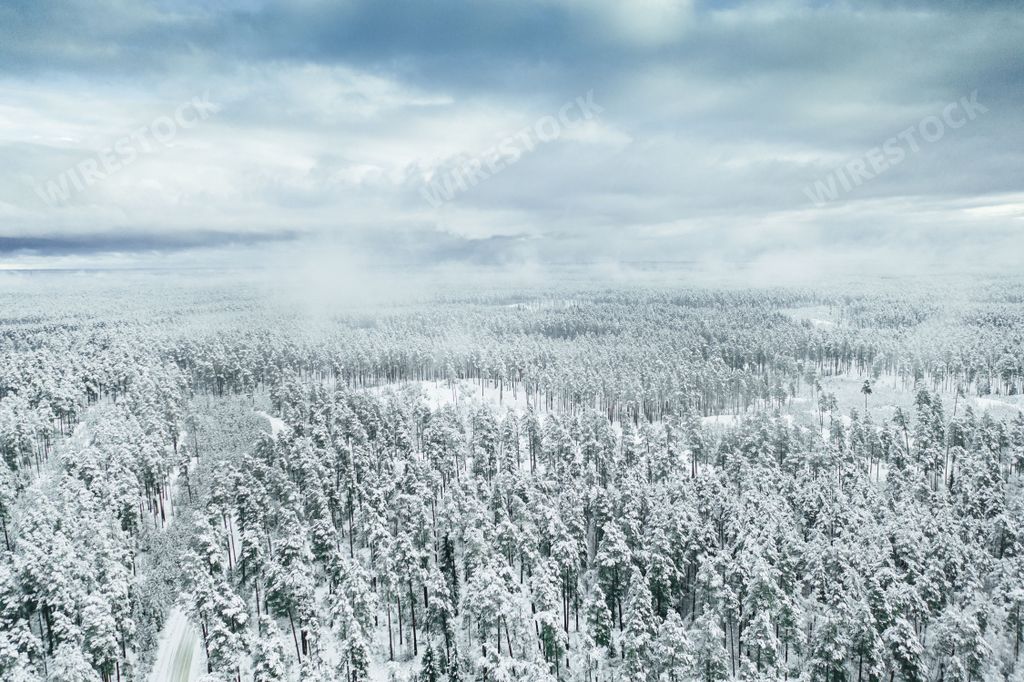 A beautiful winter landscape with a snowy forest against the background of the cloudy sky.