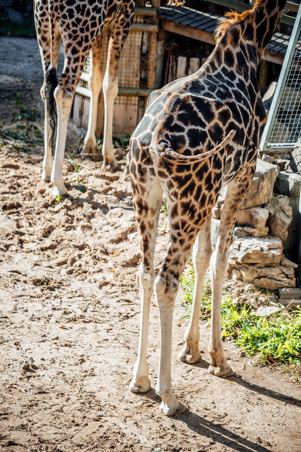 A vertical shot of giraffes standing at the zoo