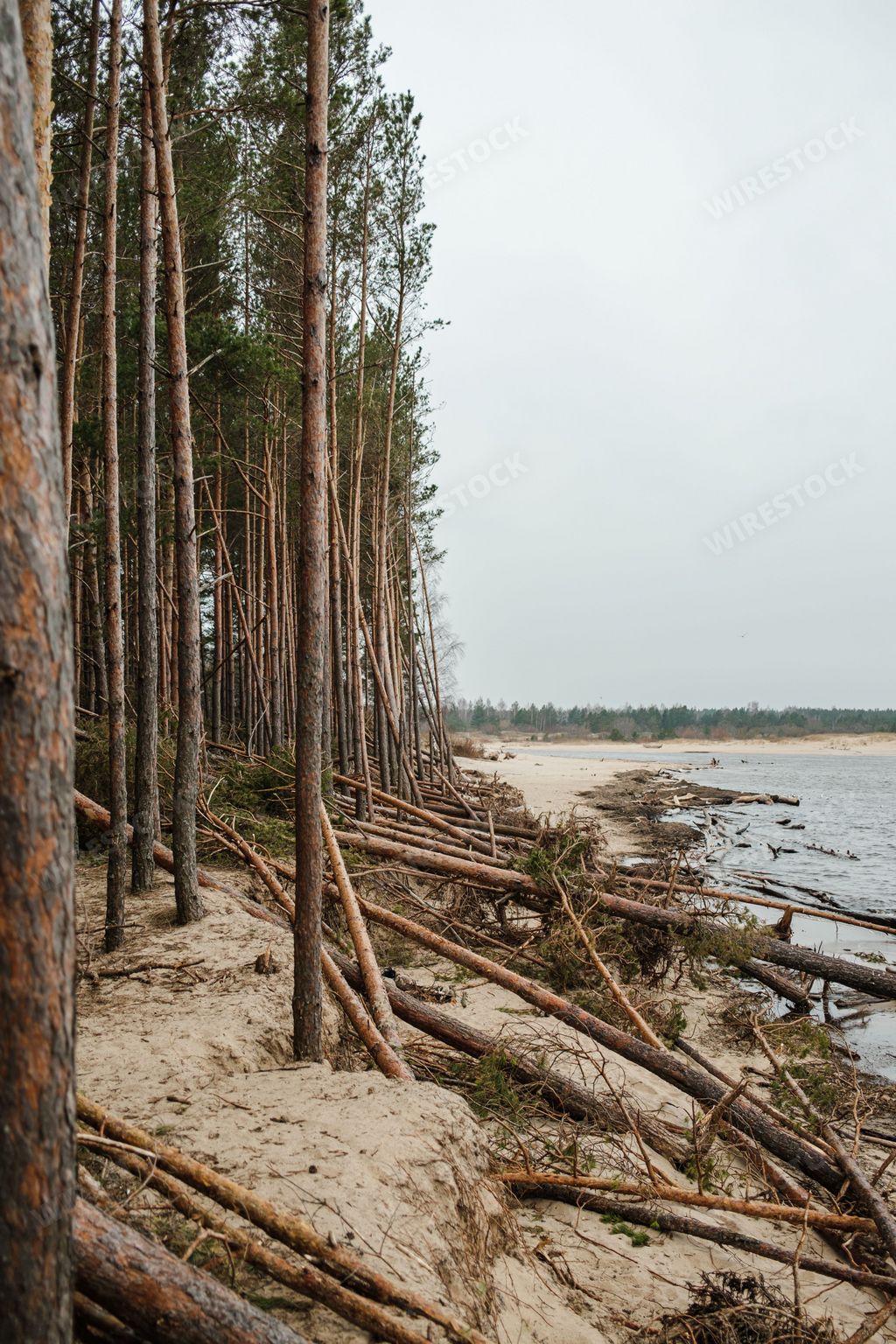 A fallen pine trees on the beach