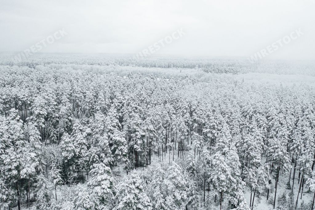 An aerial view of snow-covered pine trees in a forest during winter