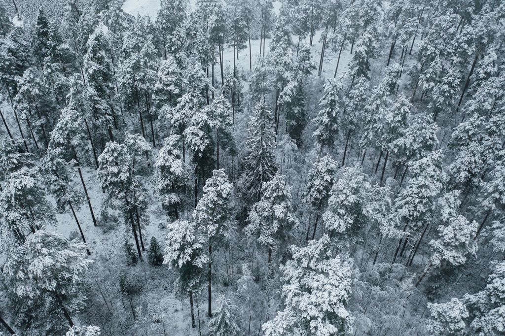 An aerial view of snow-covered pine trees in a forest during winter