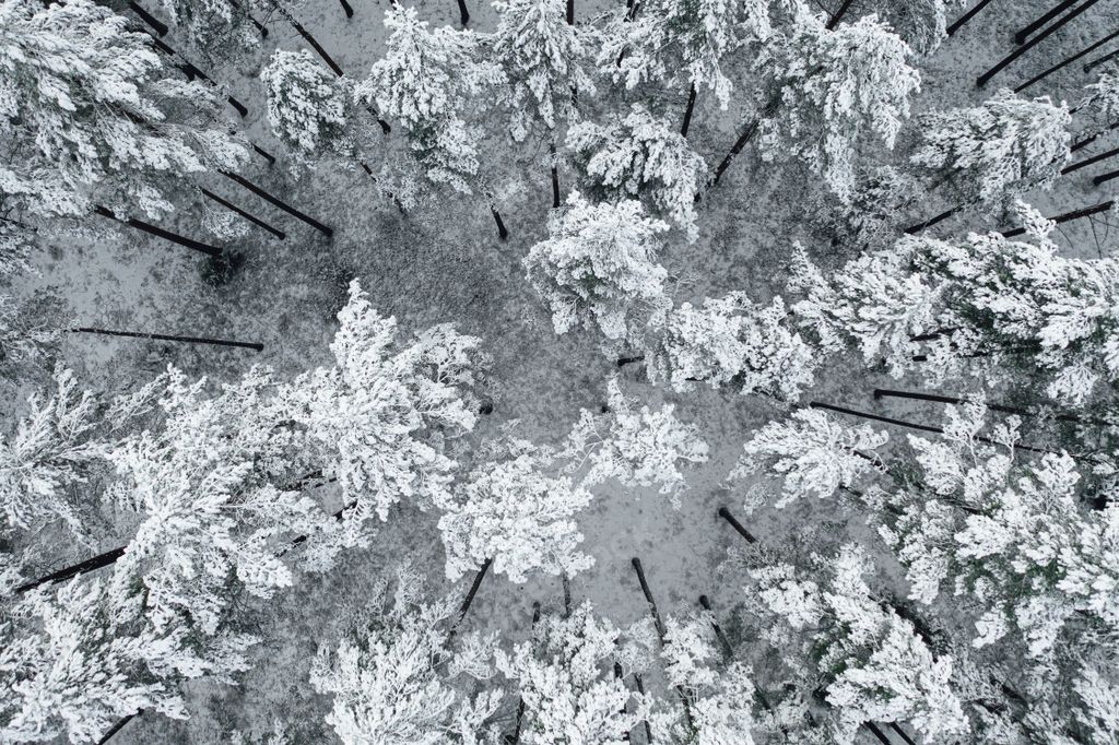 A Top down view of high snowy trees. Trees in the snow. Aerial view on frosty forest landscape.