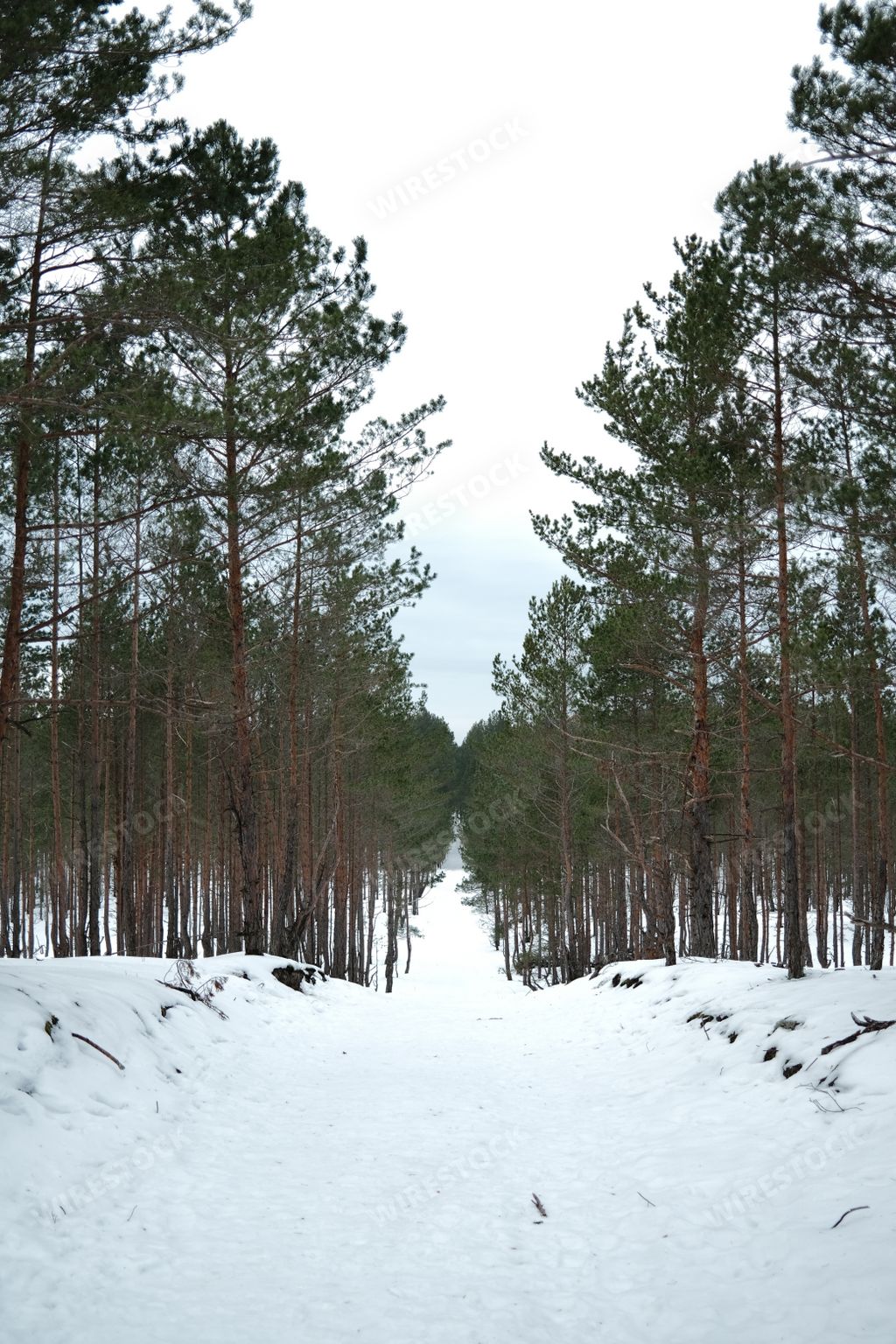 A narrow path surrounded by tall trees on a cold snowy day in winter