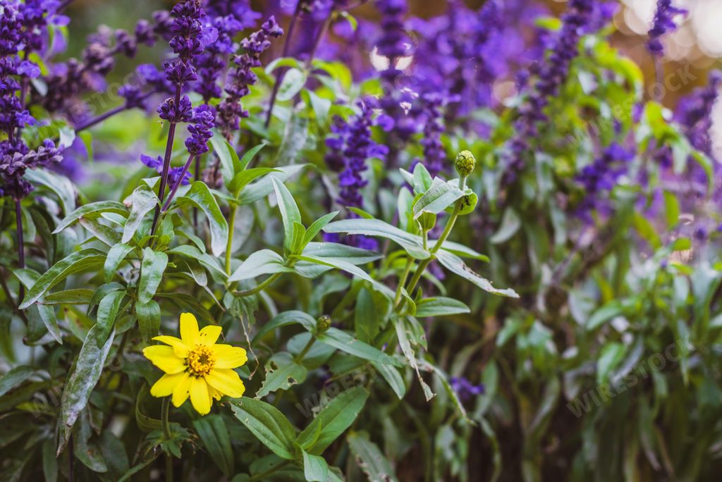 A closeup of fresh purple flowers of sage or Salvia divinorum in a park