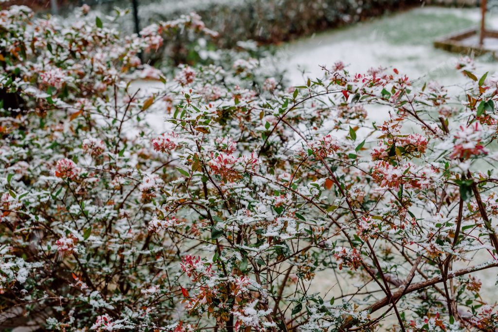 A closeup shot of red berries on the plant covered with snow