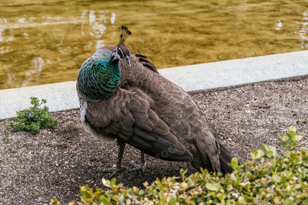 A closeup shot of an Indian peafowl in a zoo
