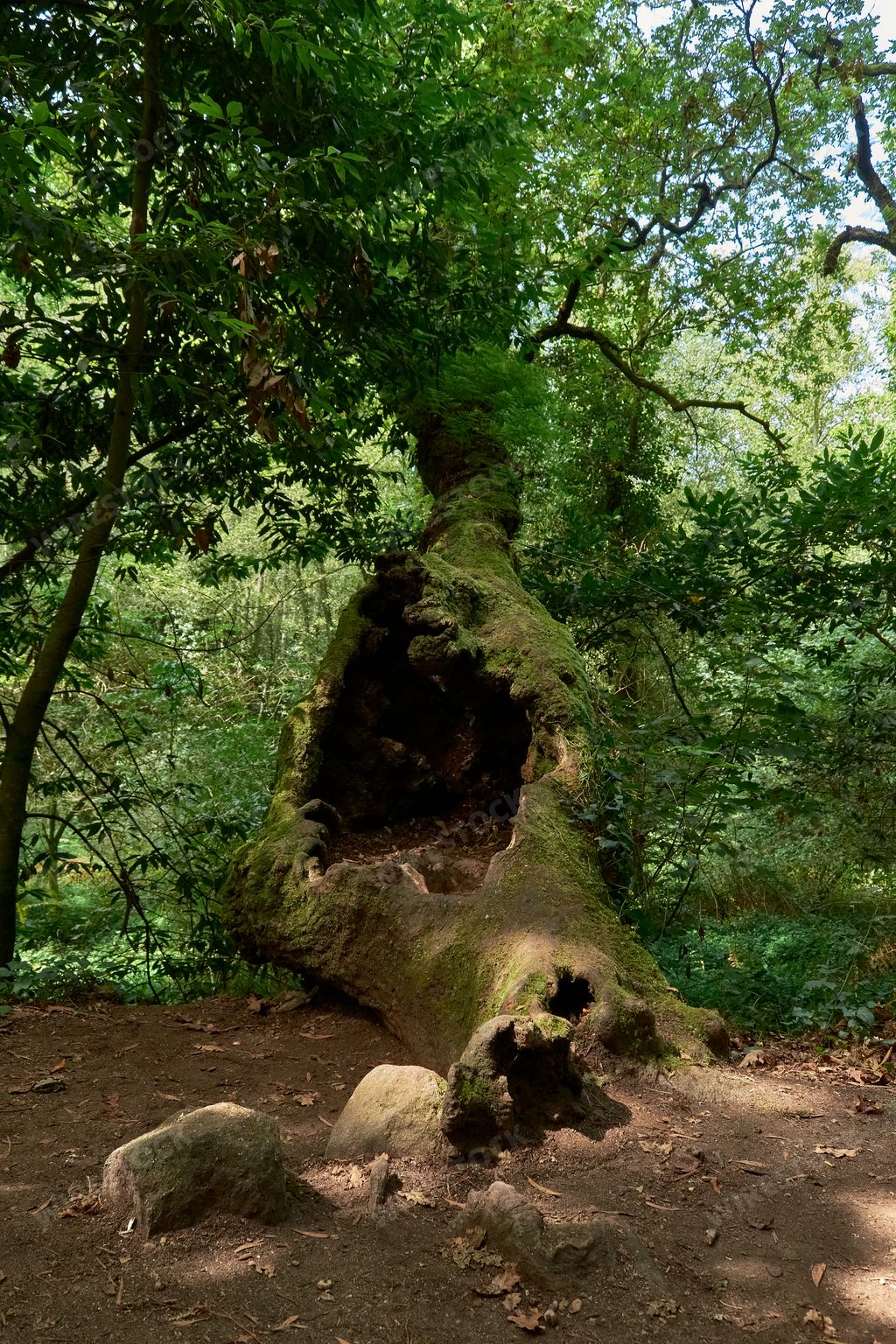 A rotten mossy tree trunk in the forest