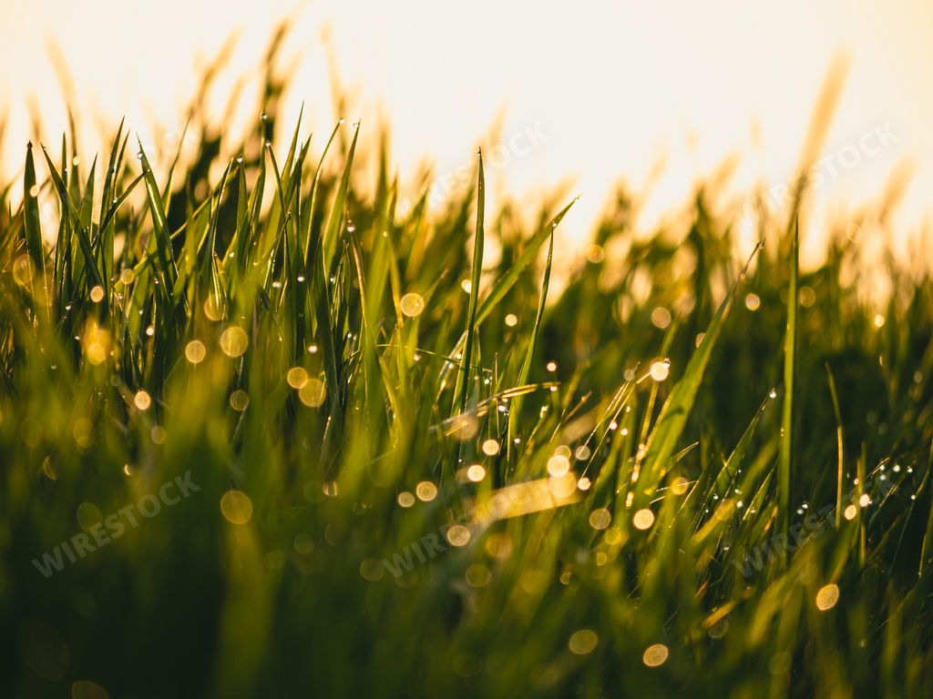 The fresh morning dew drops on green grass against the sunrise