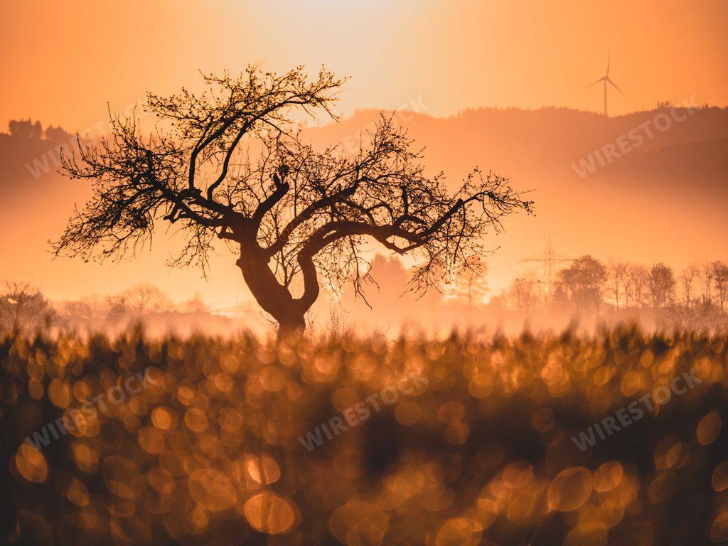 A silhouette of tree in background of forest behind bokeh effect during sunset
