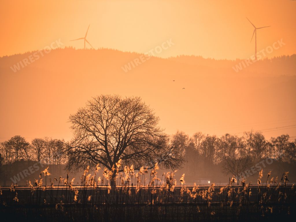 A beautiful view of trees against golden sunrise