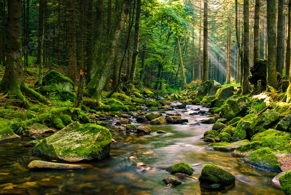 A beautiful view of a river flowing over the stones in a green forest