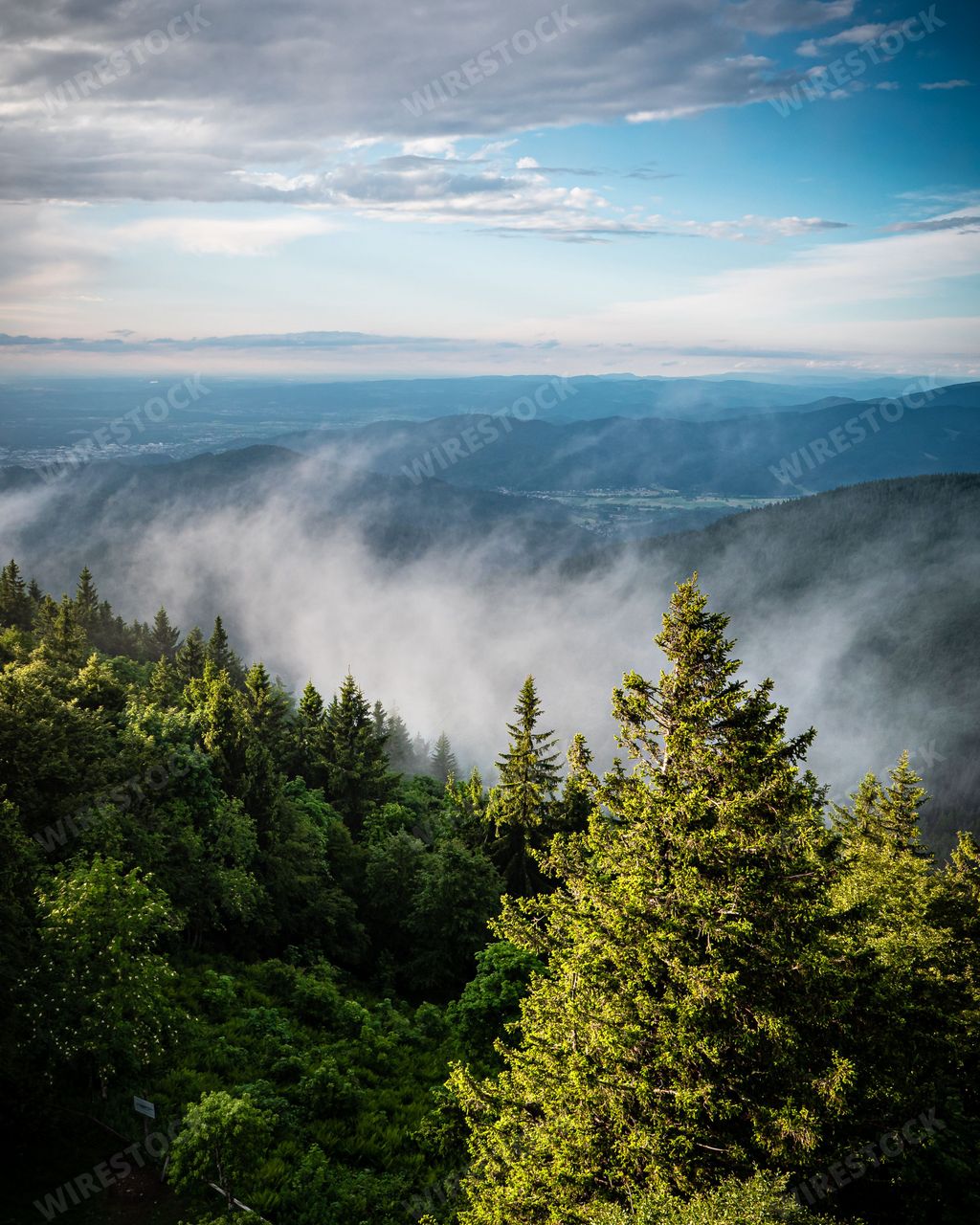 An aerial of fog over beautiful sprucs in the Black Forest, Germany.
