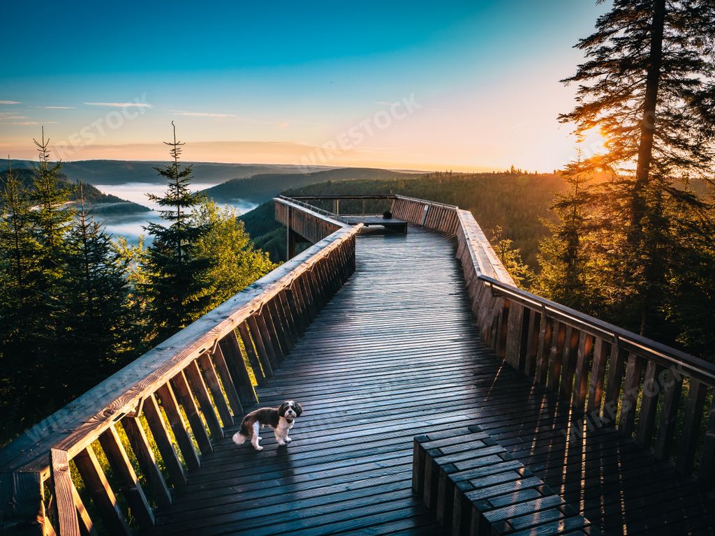 A closeup shot of a beautiful dog on the wooden bridge in Germany