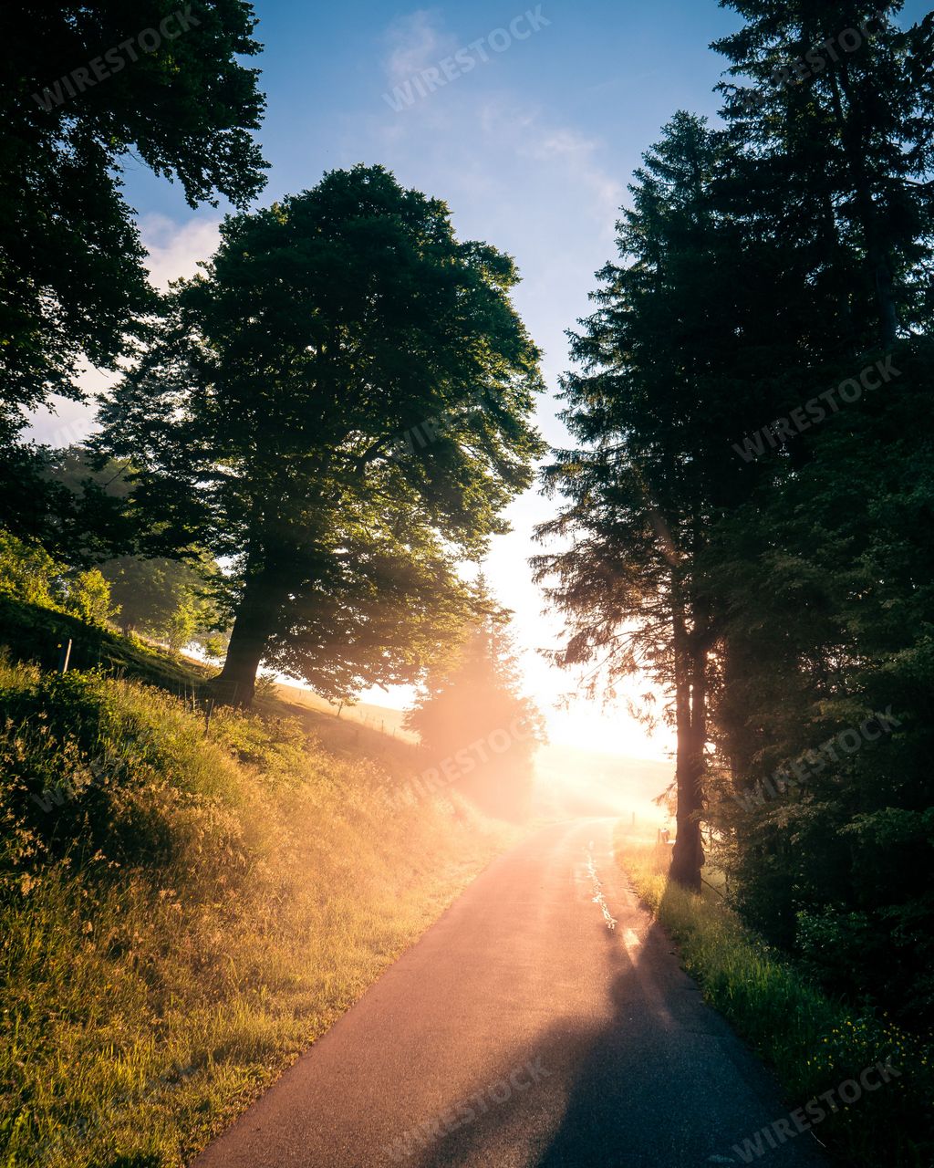 A road through the trees at sunset in Black Forest, Germany.