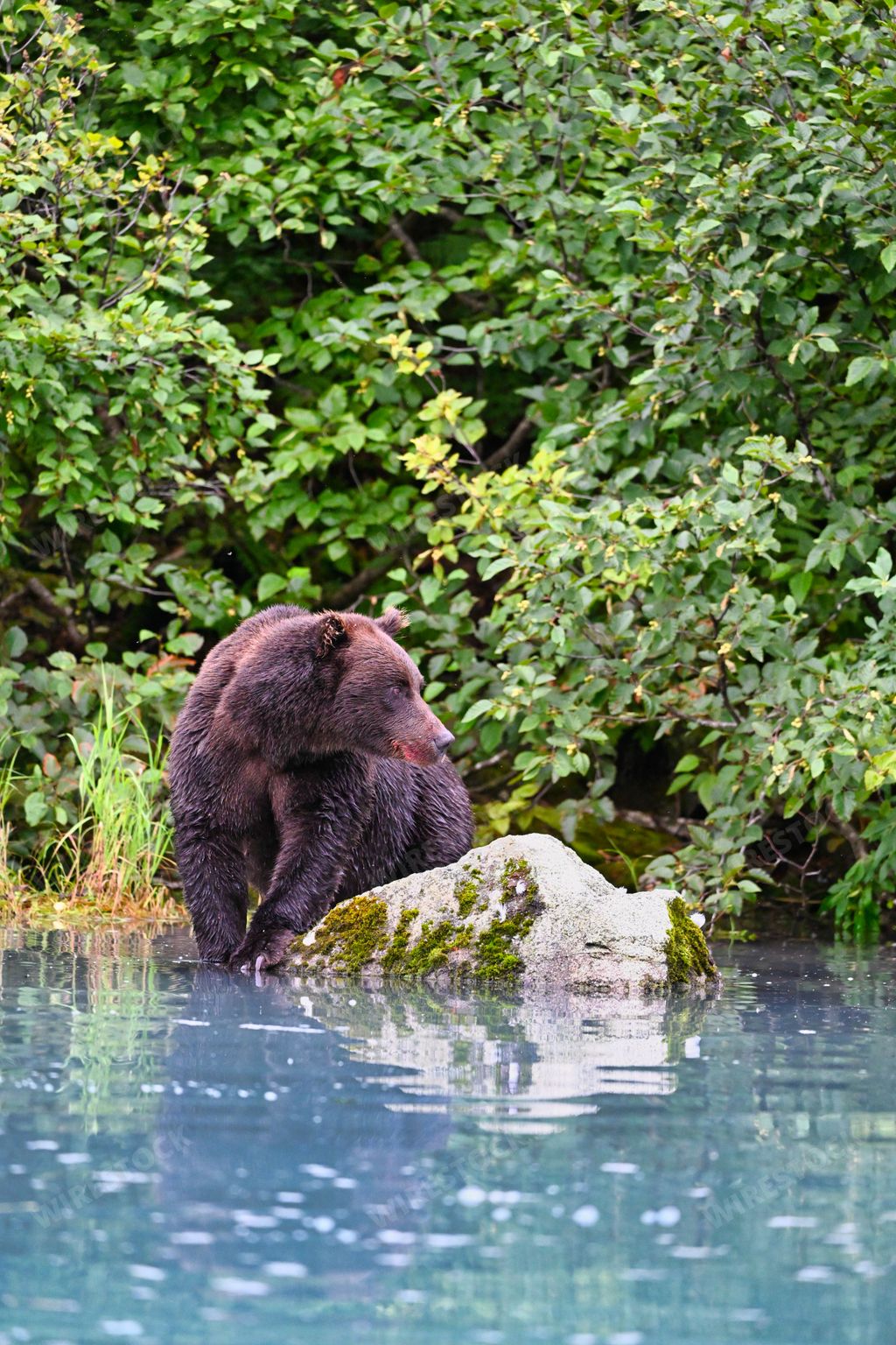 A vertical front shot of an Alaskan brown bear sitting near the stone in Clark lake and looking side with trees in the background