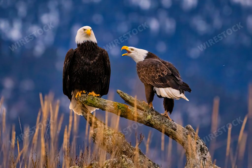 Two bald eagles perched on a log amidst tall grasses