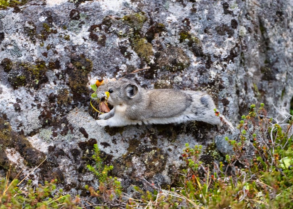 A beautiful view of American Pika (Ochotona princeps) collecting food to store for winter