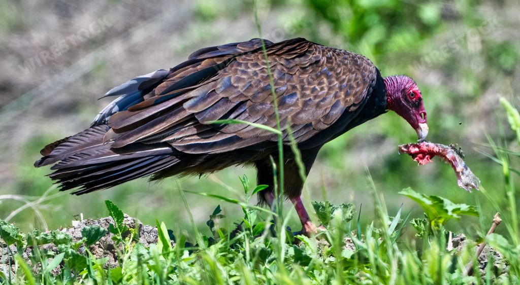 A turkey vulture (Cathartes aura) feeding on the remains of a dead creature
