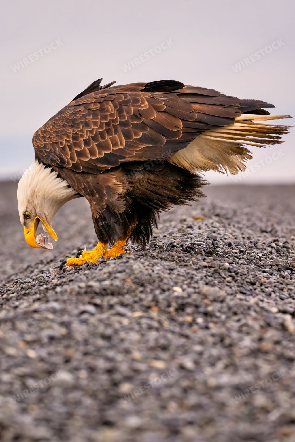 Majestic eagle standing with wings outstretched and feet raised on ground