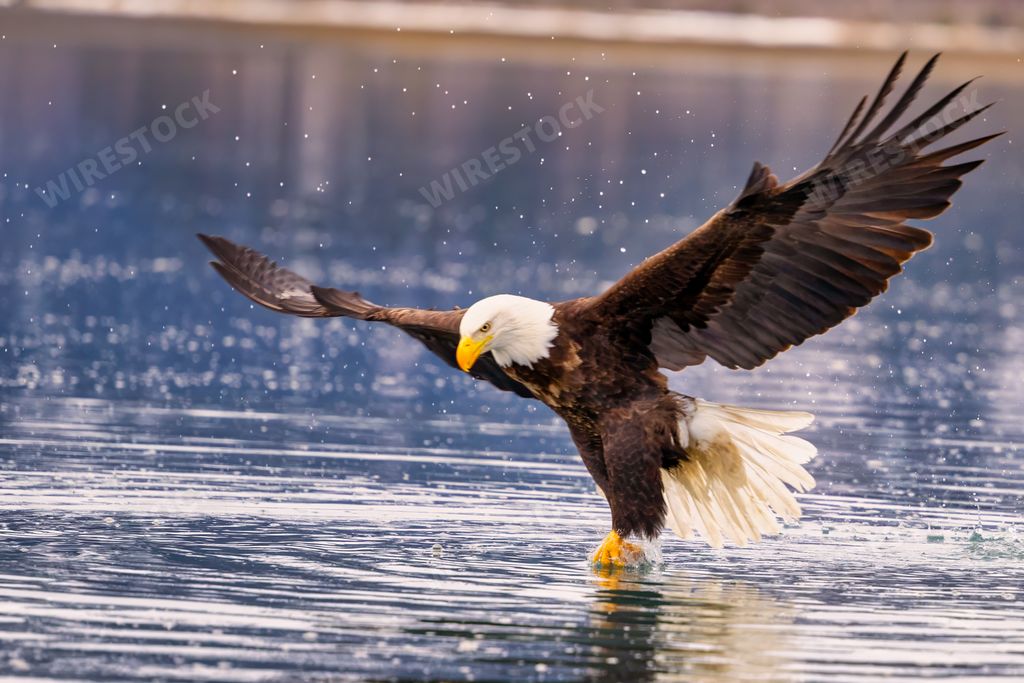 A majestic eagle launching from water: near Homer, Alaska
