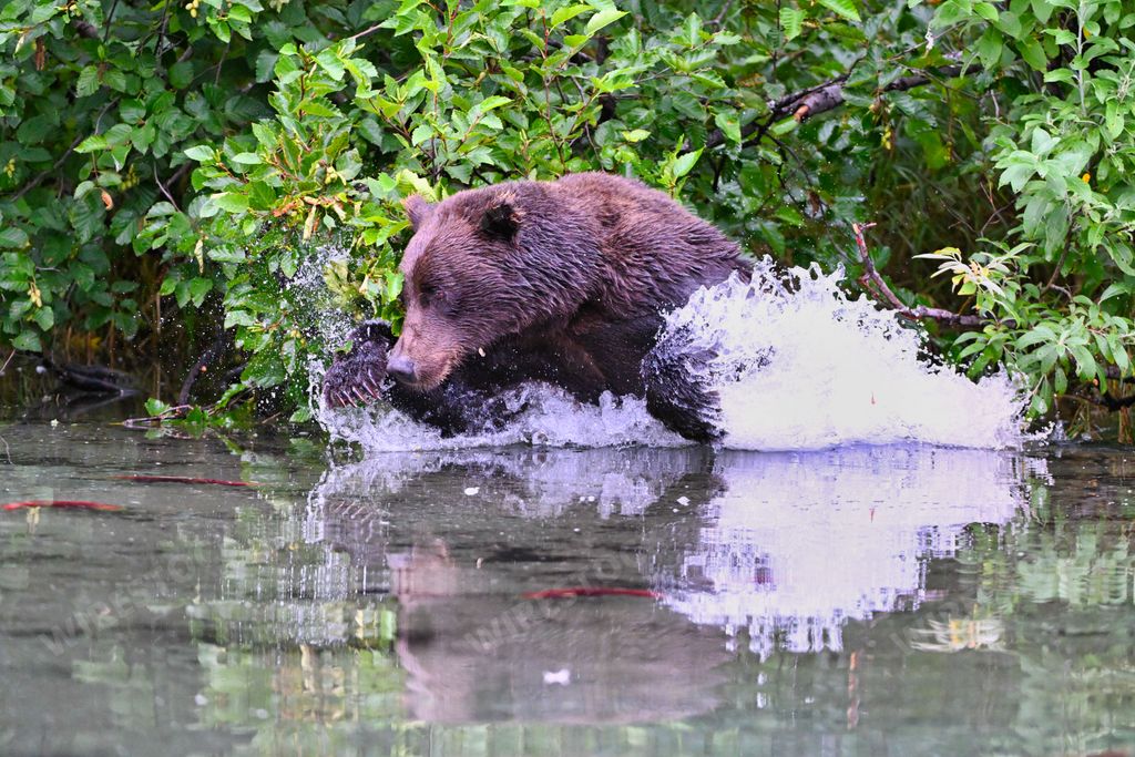 A side shot of an Alaskan brown bear swimming in Clark lake and making water waves with trees in the background