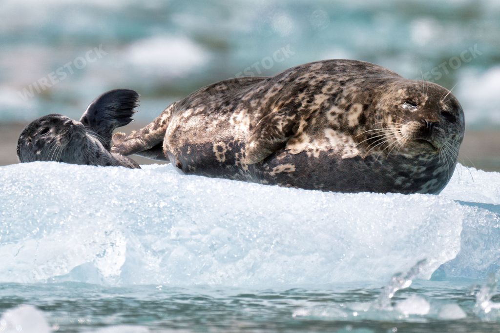 Two harbor seals amongst glacier ice flow in Kenai-Fjords National Park,Alaska