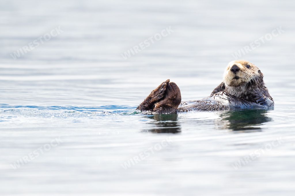 A playful otter floating on its back in the calm waters of Kenai-Fjords National Park, Alaska