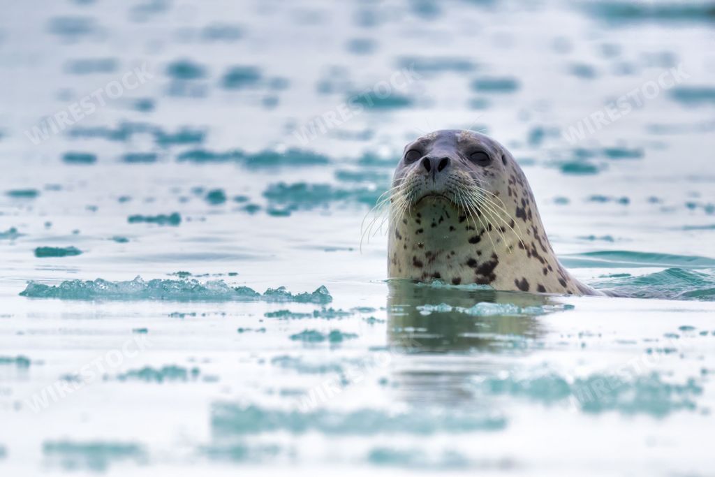 A close-up of a harbor seal swimming in icy waters, with a blurred background of floating ice