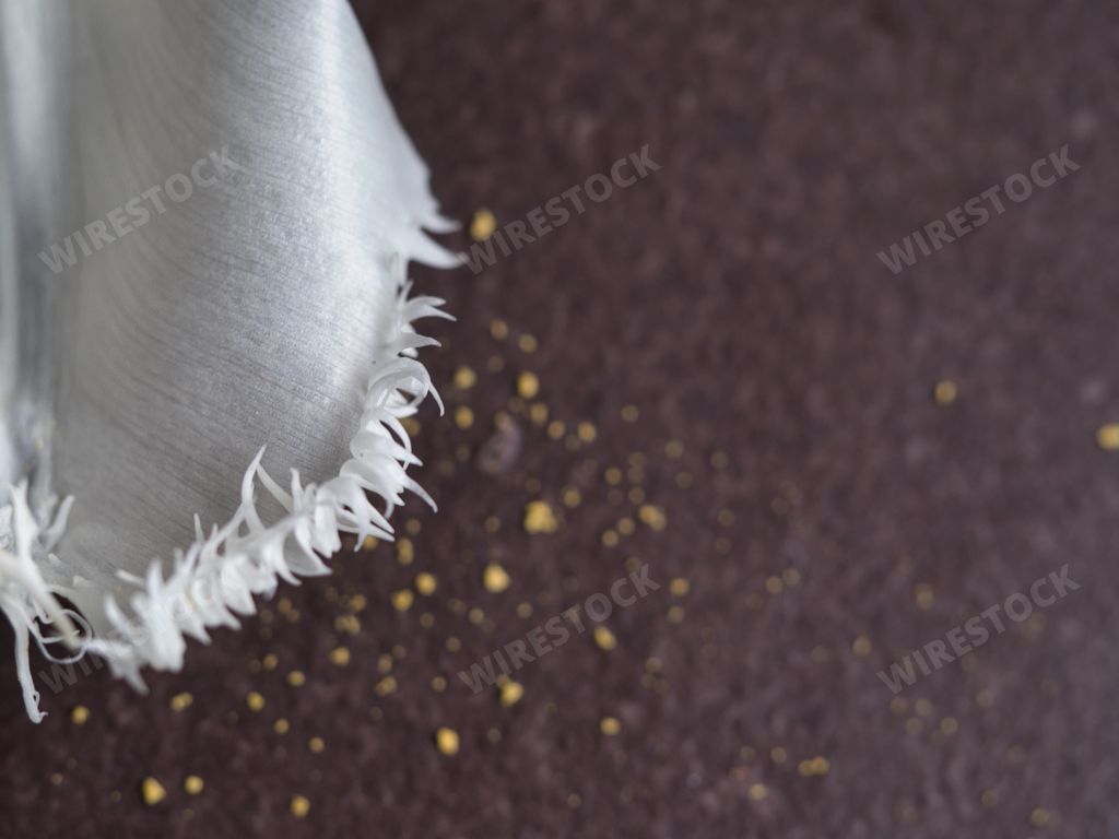 the Close-up shot of a white tulip petal on a surface