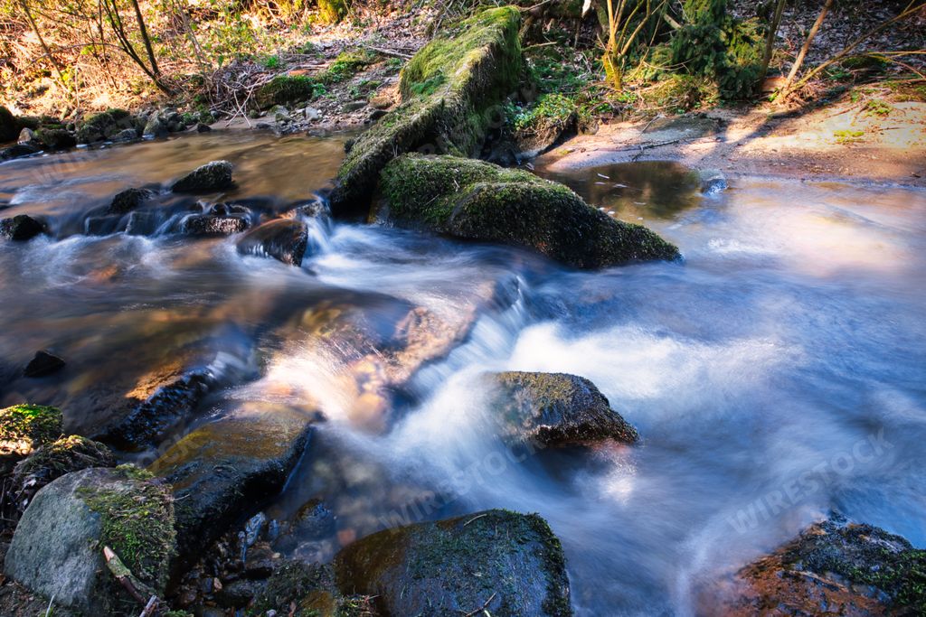 A closeup shot of a small stream in a forest