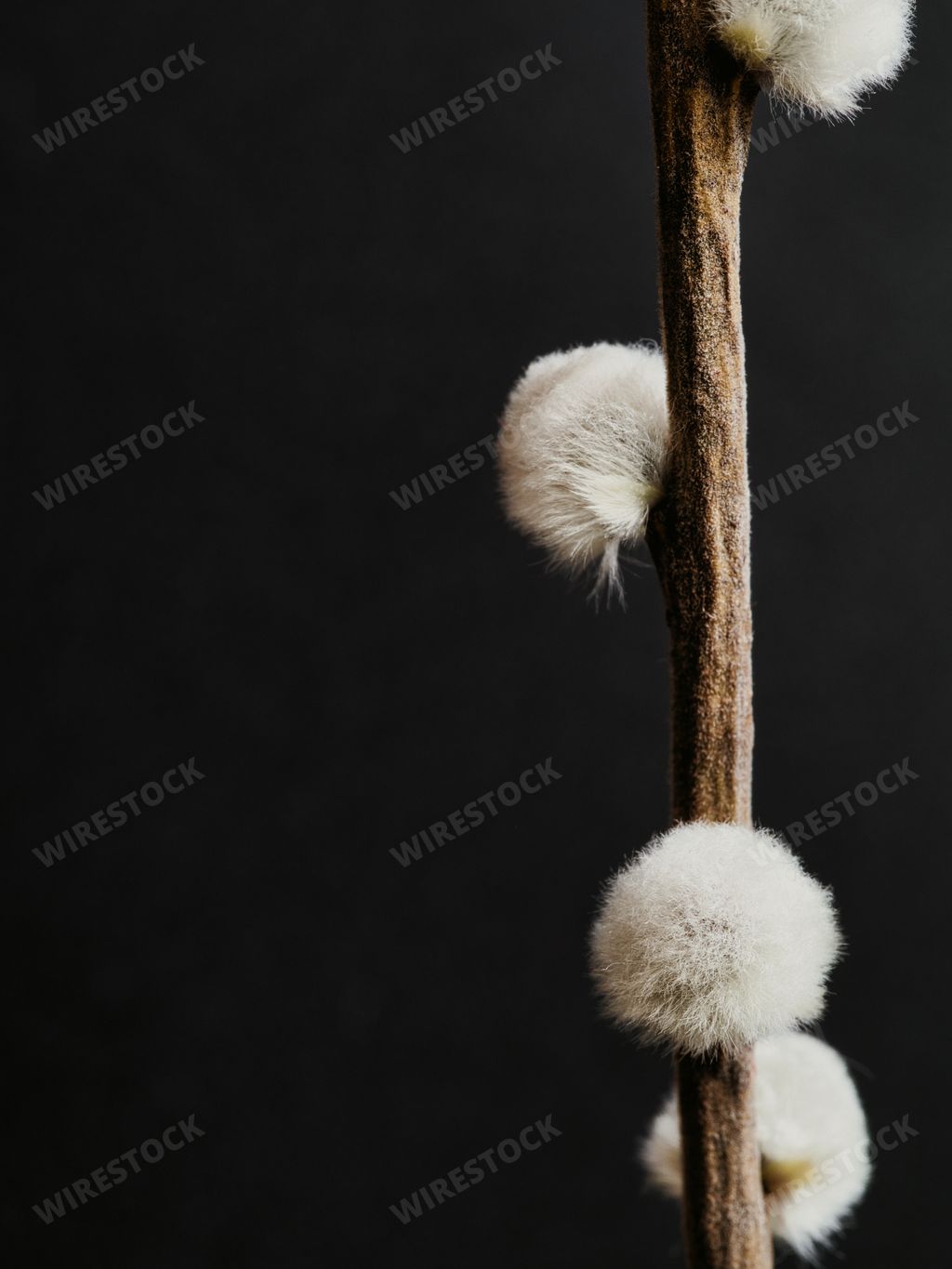 The close-up shot of a Willow branch isolated on a black background