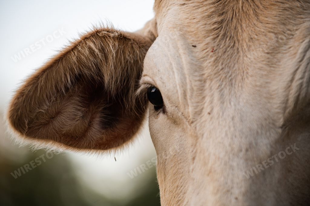 A closeup shot of the face of a cow