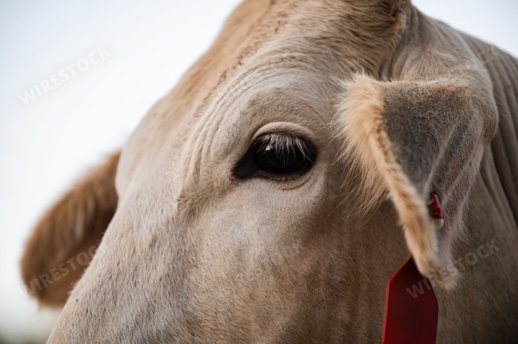 A closeup shot of a cow's face