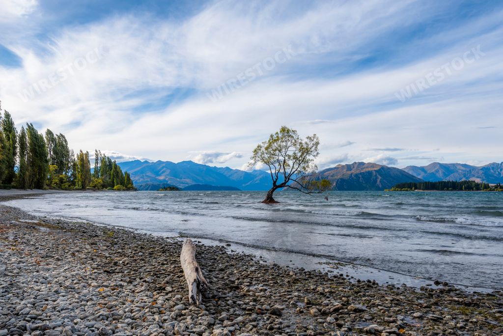 A scenic shot of the Wanaka Willow tree at the end of the lake in Otago, South Island, New Zealand