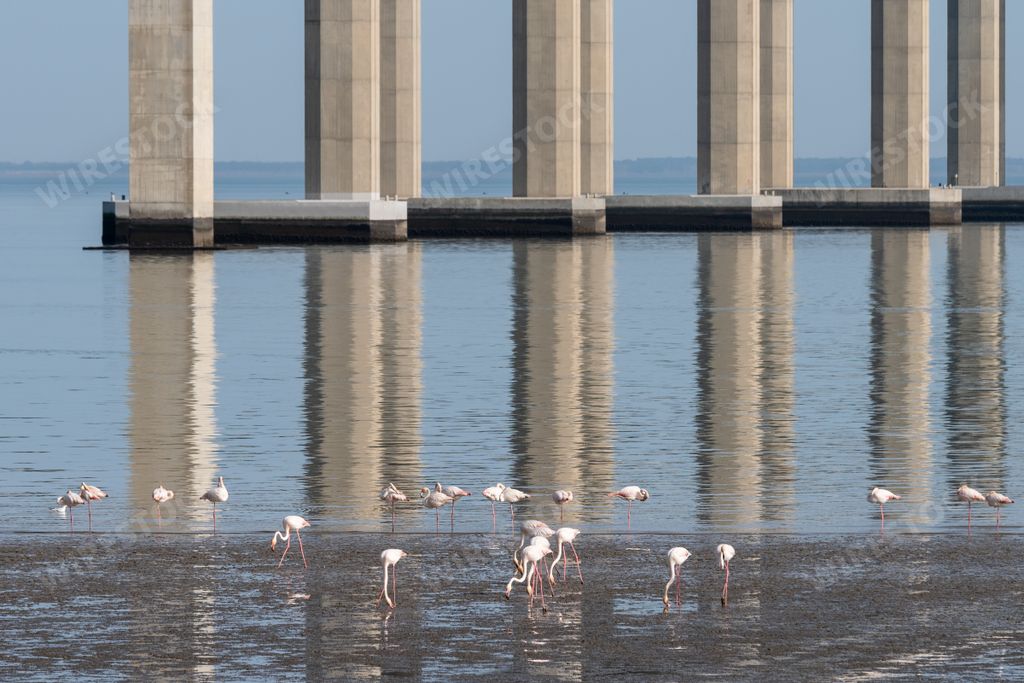 A view of the Vasco da Gama bridge and flamingos at low tide on the Tagus River in Lisbon, Portugal.