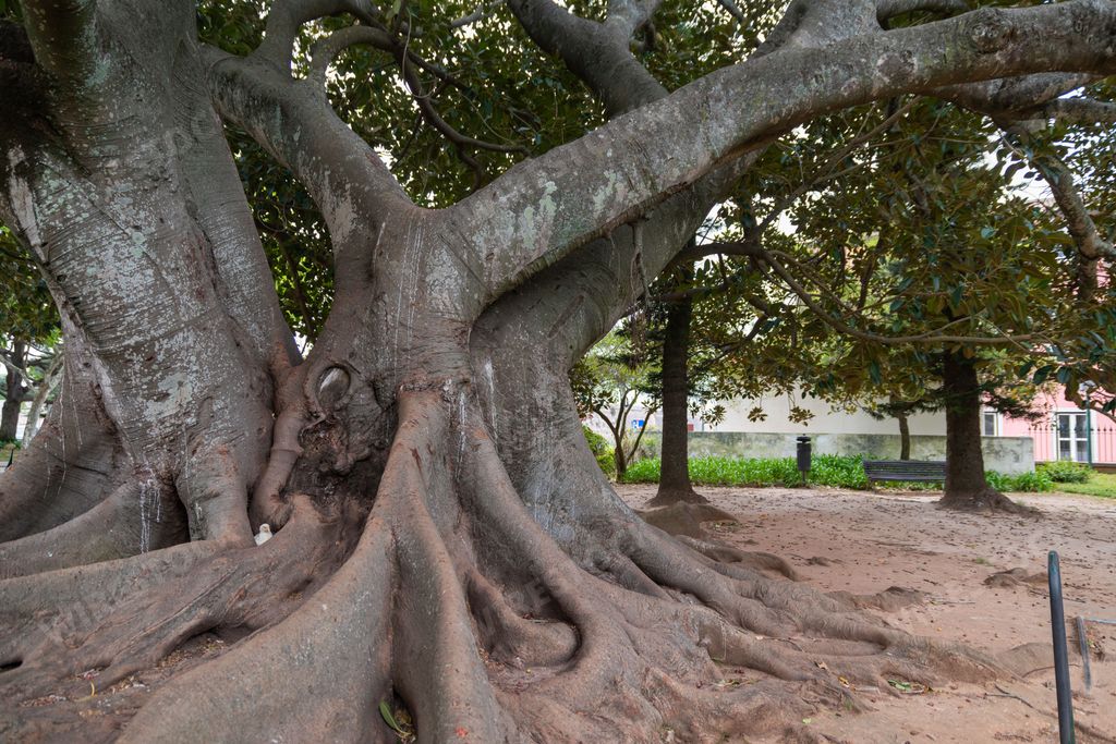 A closeup of the centenary rubber tree Ficus macrophylla in Marechal Carmona Park in Cascais.