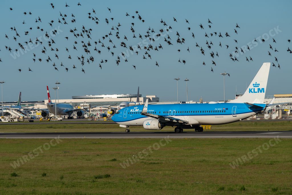 A Boeing 737-8K2 plane of the airline KLM on the runway starting takeoff at Lisbon airport