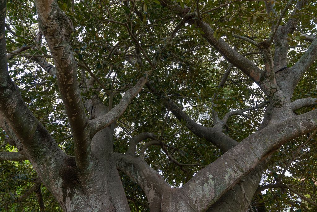 A closeup of the centenary rubber tree Ficus macrophylla in Marechal Carmona Park in Cascais.