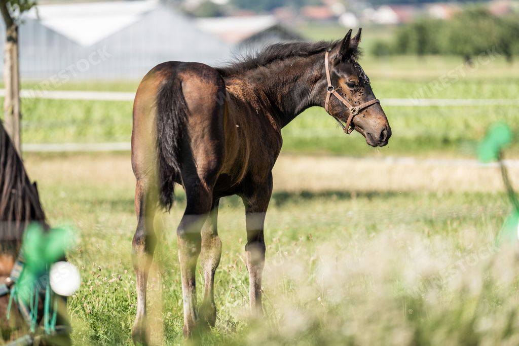 A young equestrian standing an idyllic green field on a sunny day