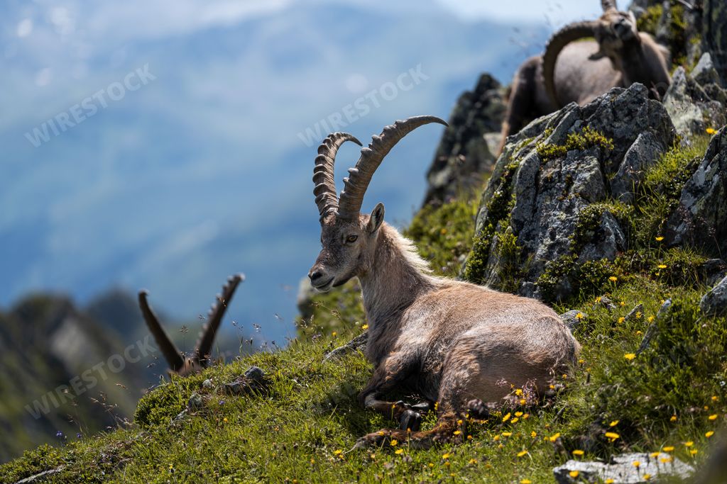 A beautiful Alpine ibex (Capra ibex) goat resting on a mountain during sunrise