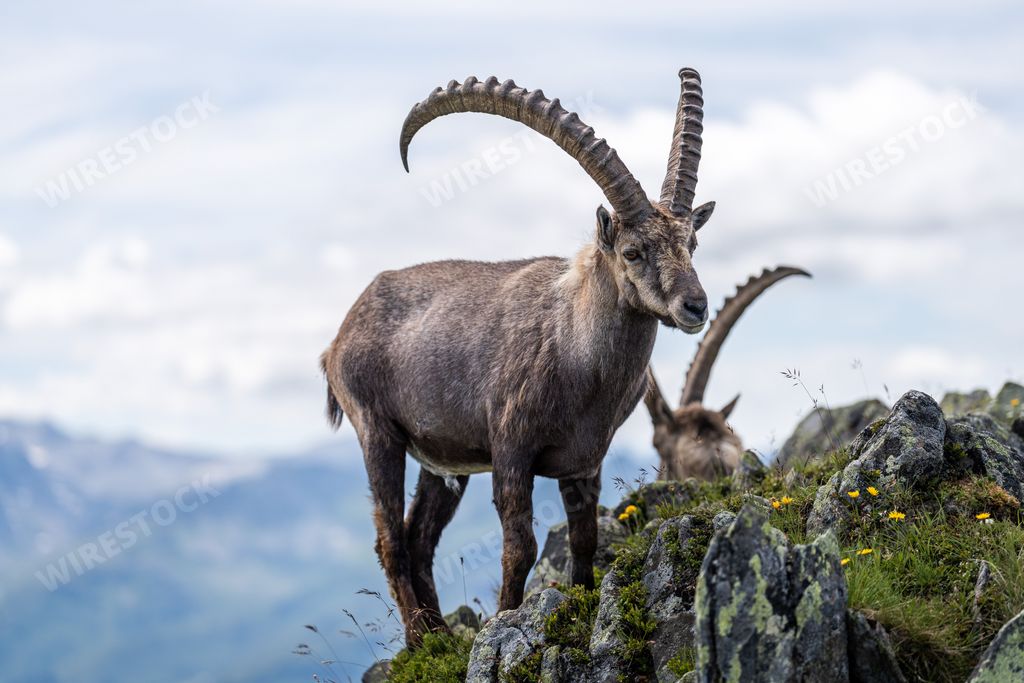 A beautiful Alpine ibex (Capra ibex) goat resting on a mountain during sunrise