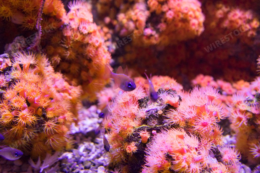 Beautiful colorful Sea anemone marine underwater