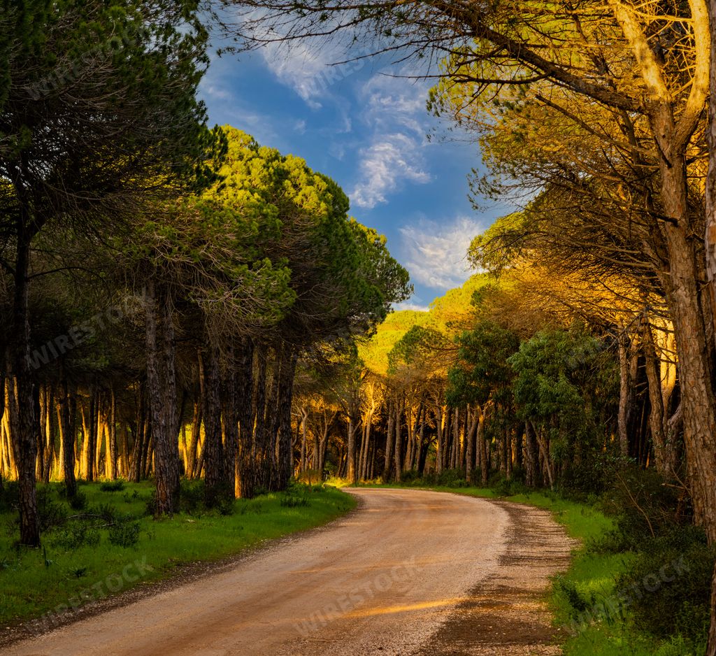 A beautiful nature scene with a path in the middle of the forest full of trees in the daytime