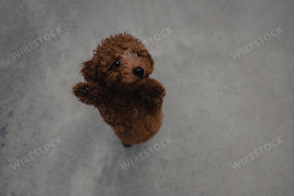 A little fluffy  dog stands on its hind legs and looks up